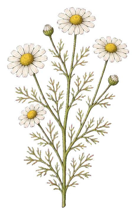 Three white chamomile flowers with green stems and buds in a vintage botanical style