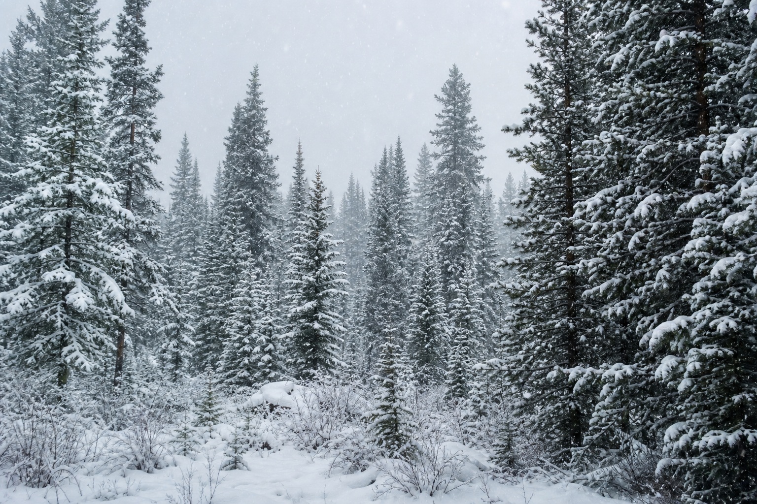 Preview for Snowy Pine Forest Background