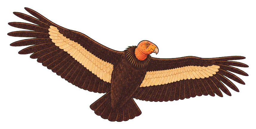 Preview for California Condor Sticker Graphic