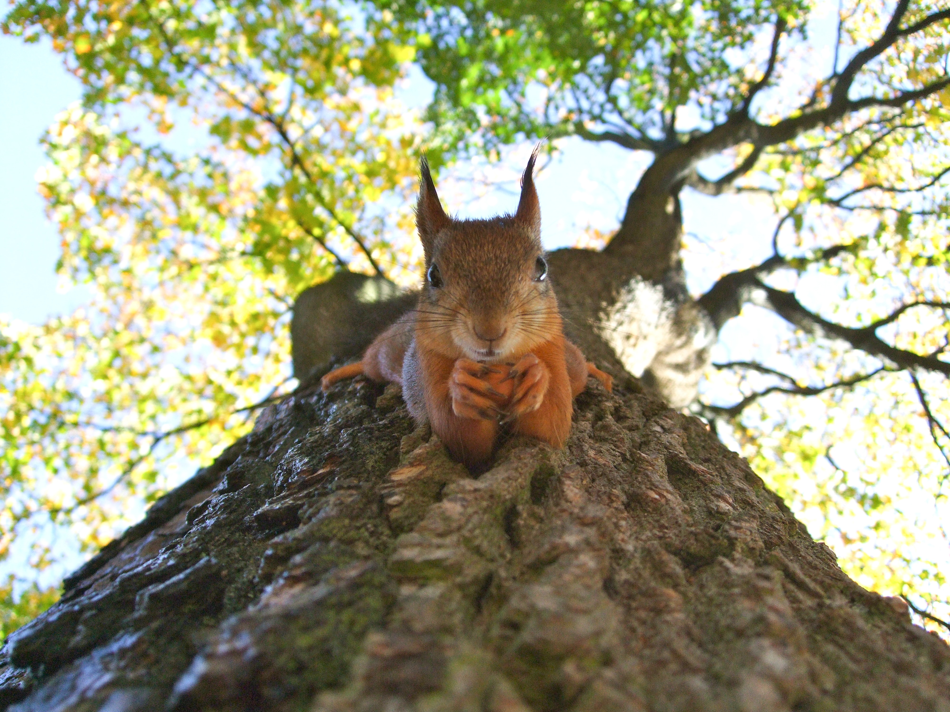 Preview for Squirrel-in-tree-animal-meme-background-1dba1