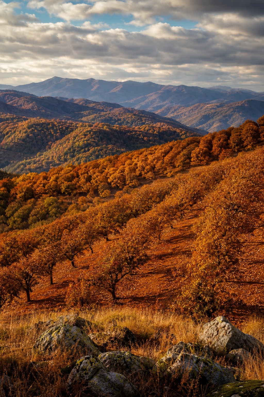 Rolling chestnut orchard hillsides with autumn-colored fields and distant mountains under cloudy sky.