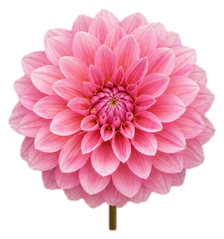 Preview for Pink Dahlia Sticker For Floral Designs