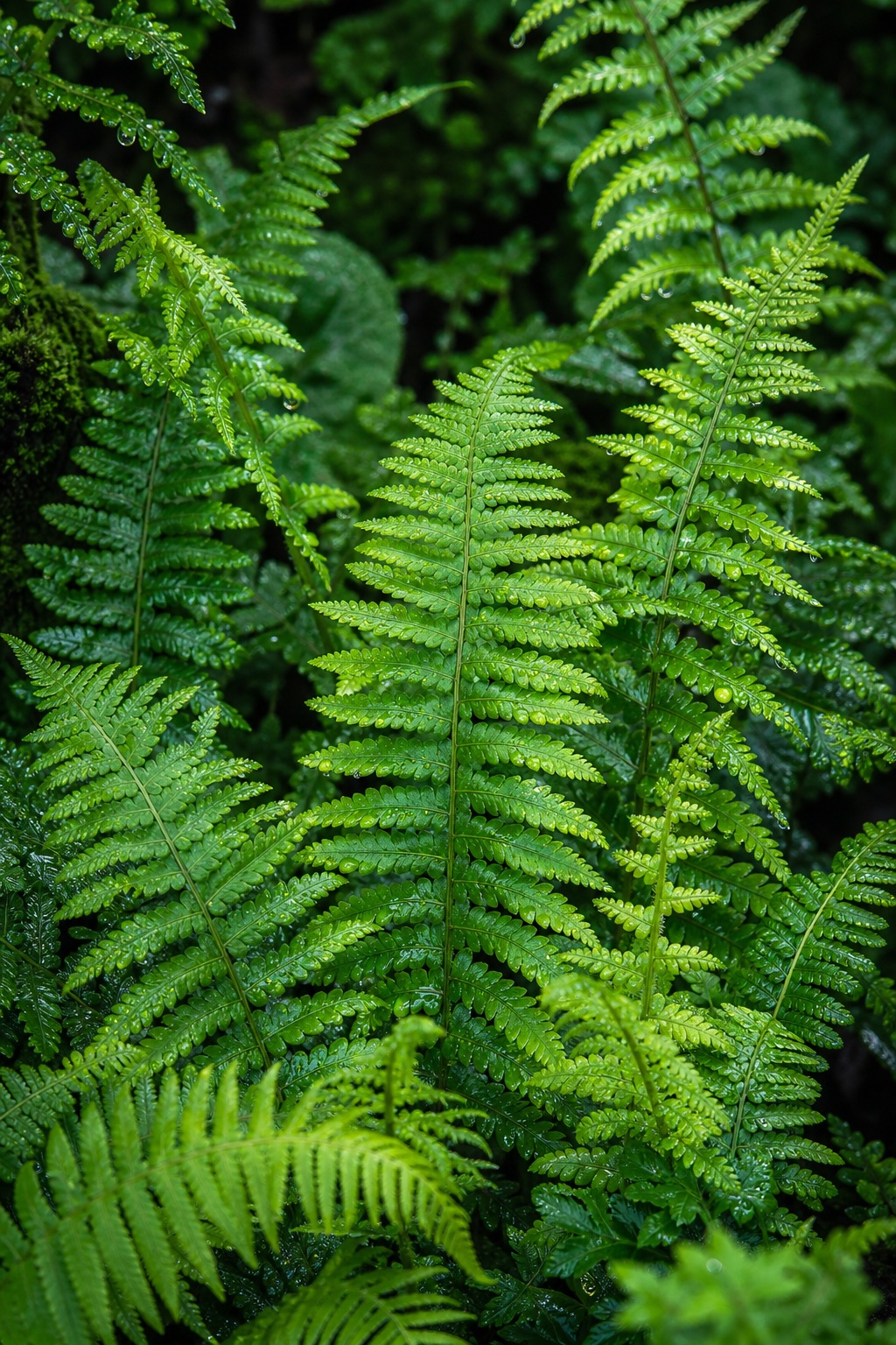 Preview for Square Wild Ferns Stock Background