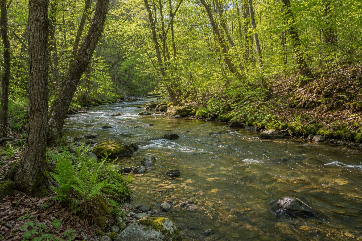 Preview for Spring Morning Woodland Brook Background