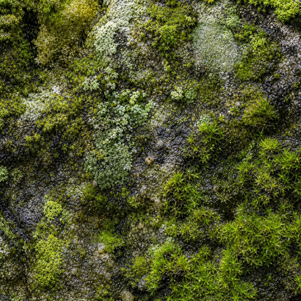 Close-up of moss-covered stone with green organic texture and wet natural detail