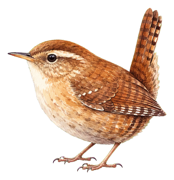 Preview for Wren Watercolor Bird Sticker