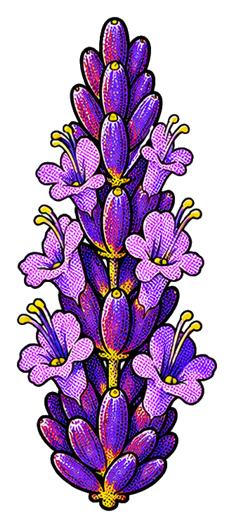 Preview for Retro Lavender Flower Sticker