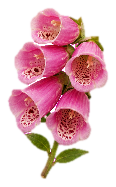 Preview for Pink Foxglove Sticker Graphic