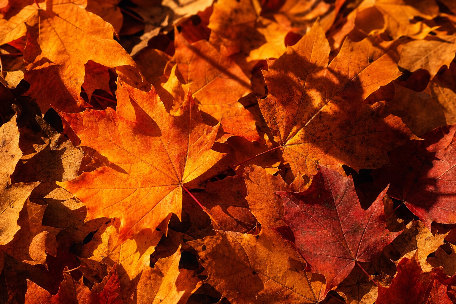 Preview for Autumn Leaf Shadow Background
