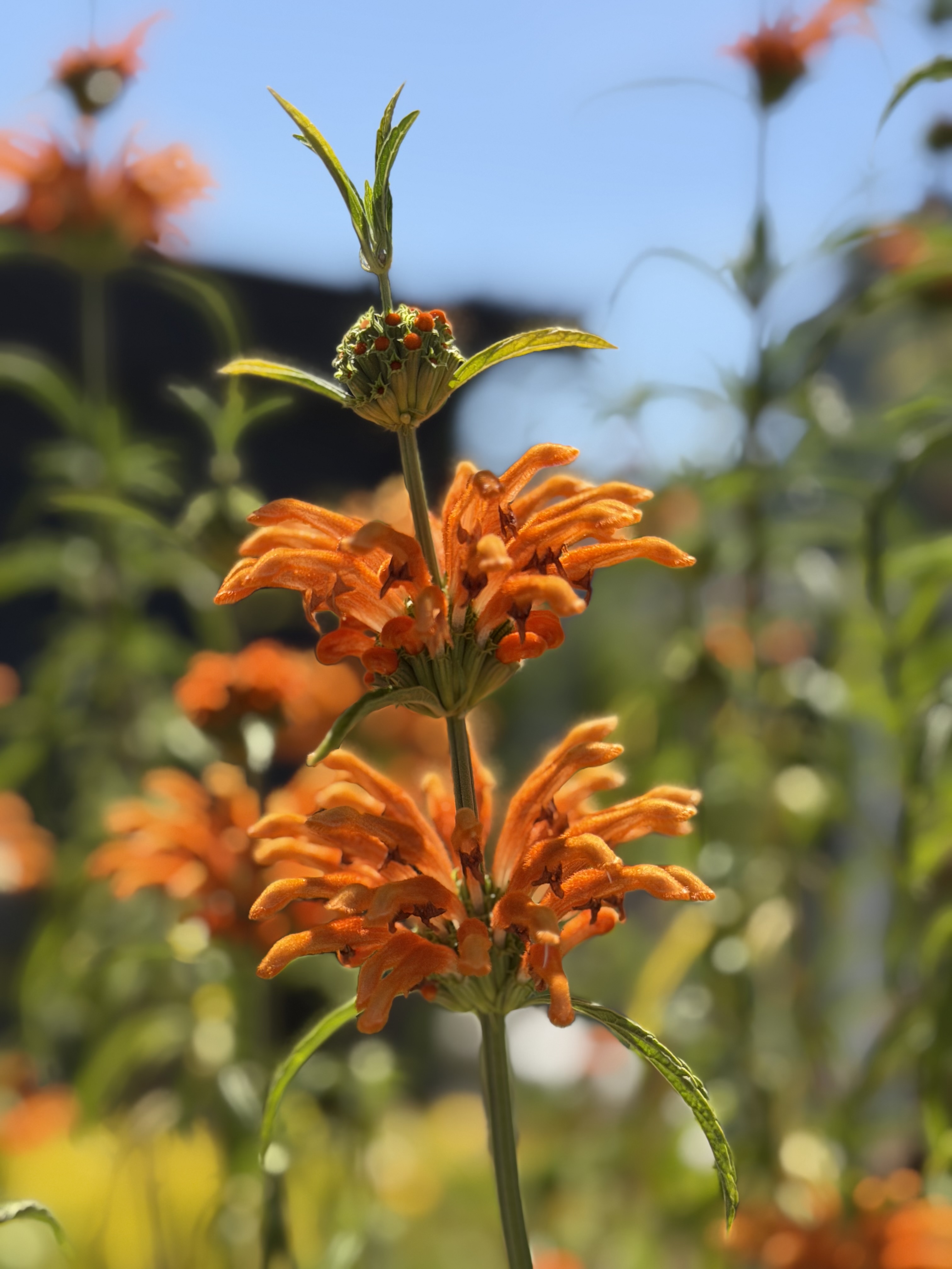 Preview for Orange Flower Background Stock Image