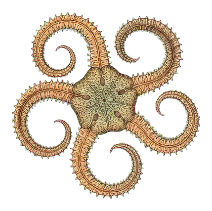 Preview for Brittle Star Vintage Marine Life Sticker