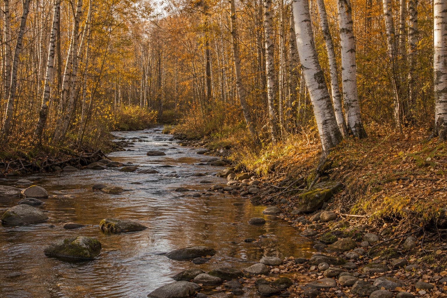 Preview for Autumn Afternoon Birch Grove Creek Background