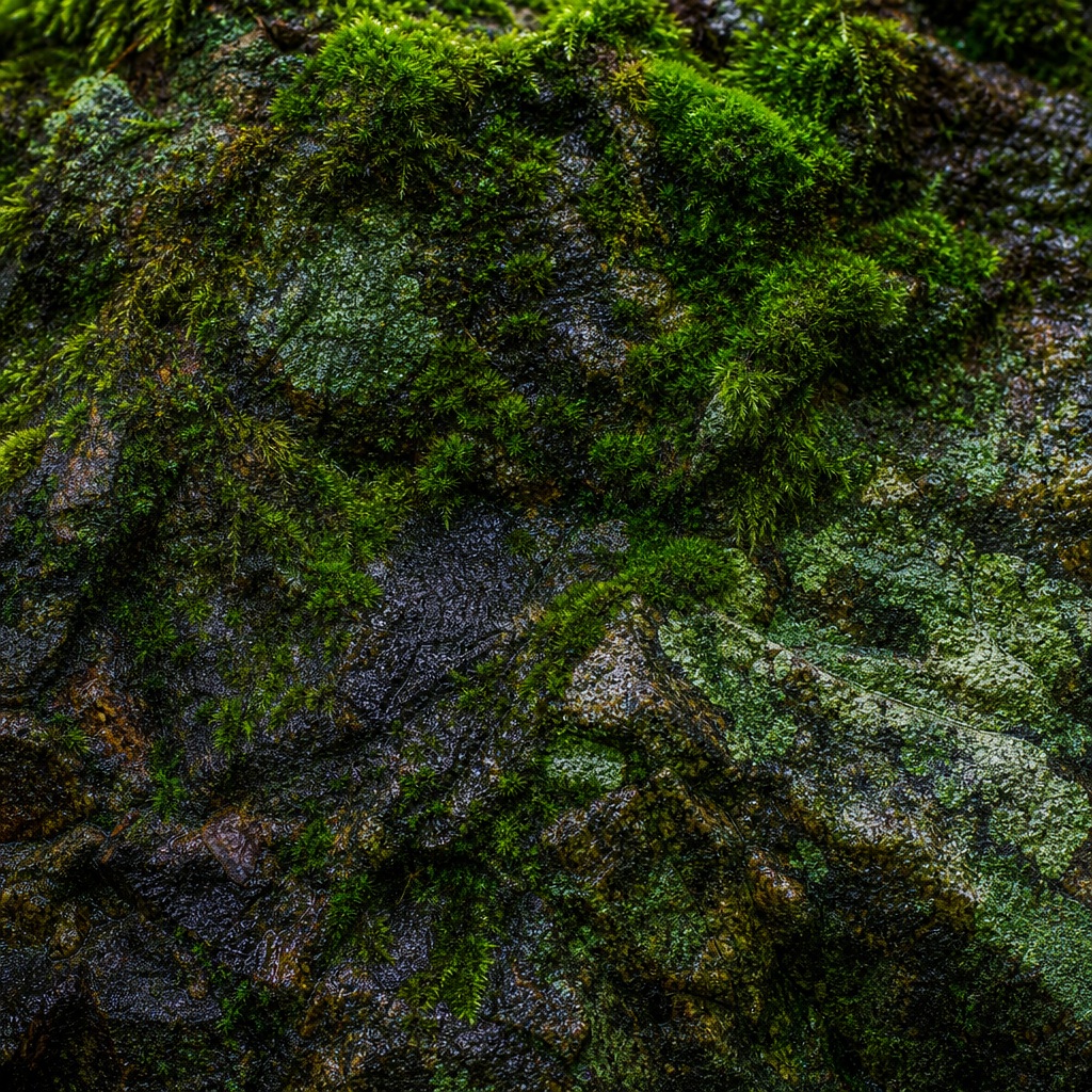 Dark wet stone covered with green moss and natural texture patterns