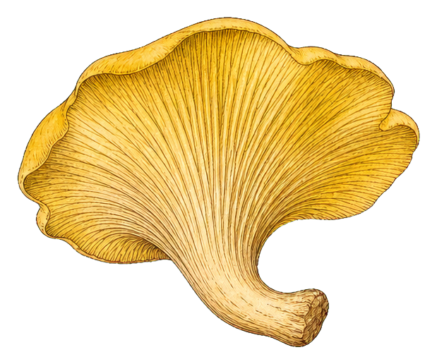 Preview for Golden Oyster Mushroom Sticker