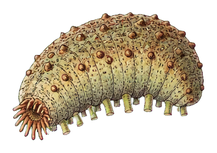 Preview for Sea Cucumber Vintage Sticker
