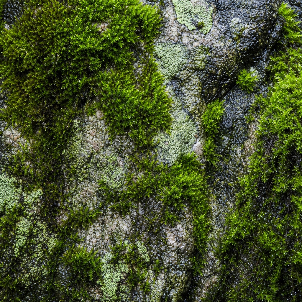 Preview for Moss Covered Stone Background