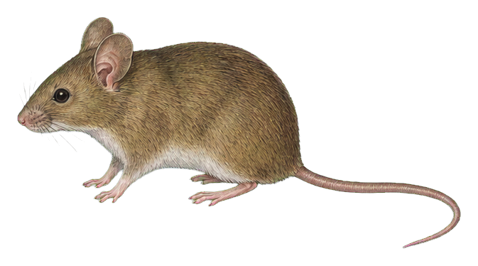 Preview for House Mouse Sticker