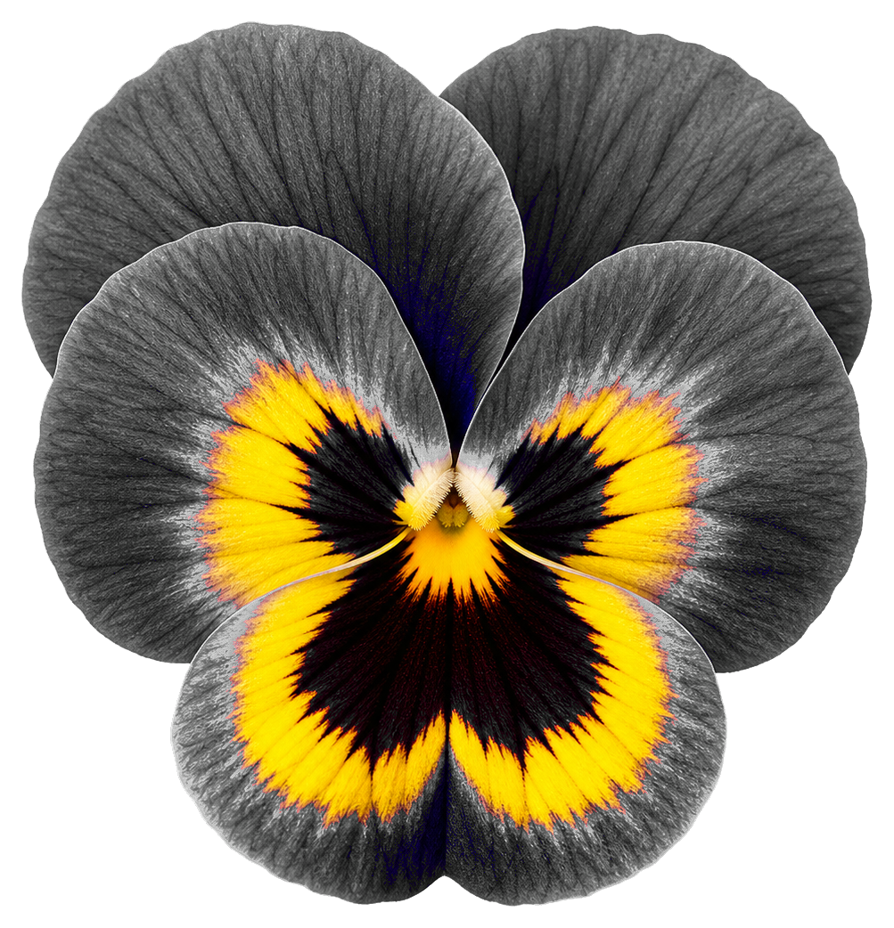 Black pansy flower sticker with yellow center and petal highlights