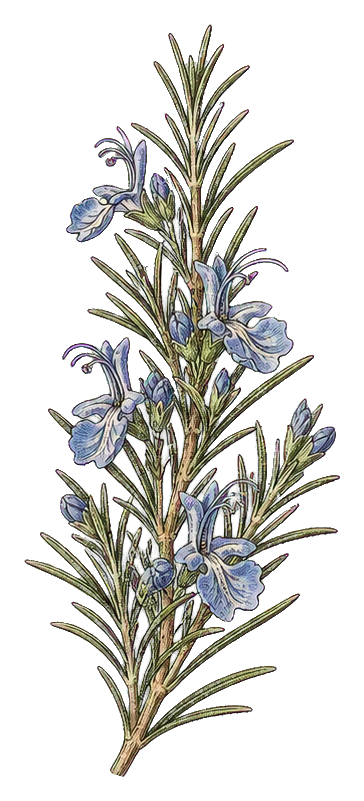 Illustrated rosemary sprig with slender green leaves and small blue flowers