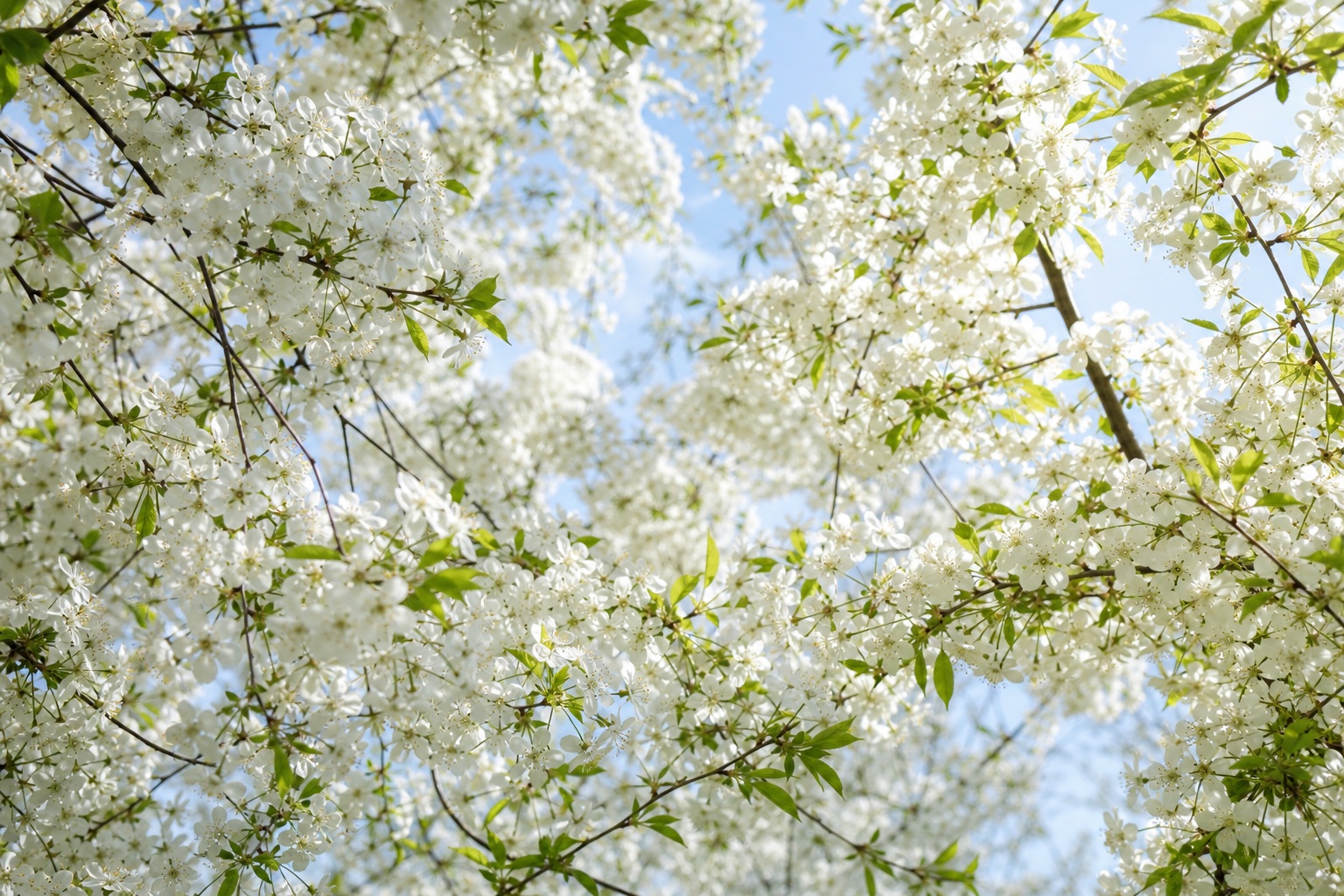 Preview for White Blossom Canopy Stock Background