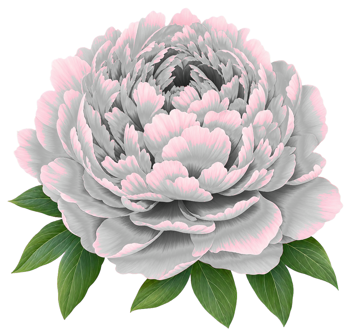 A pink and white peony bloom with green leaves as a sticker graphic.