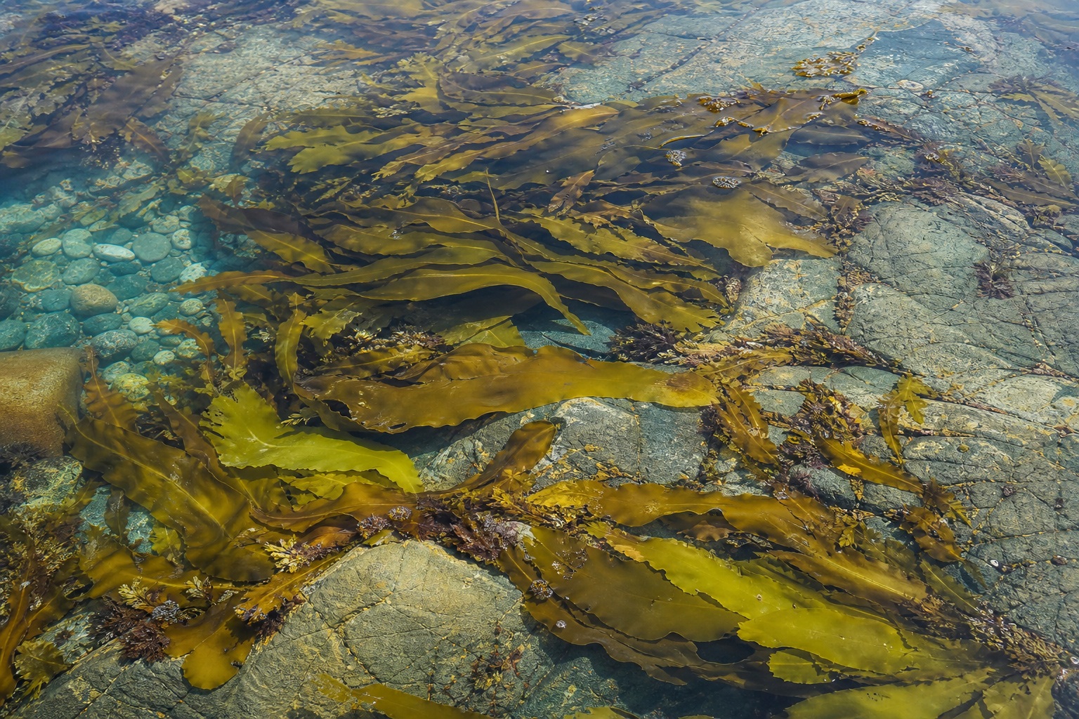 Preview for Tidal Pool Seaweed Texture Stock Background
