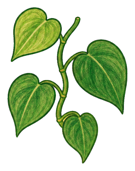 Preview for Heartleaf Philodendron Vine Sticker