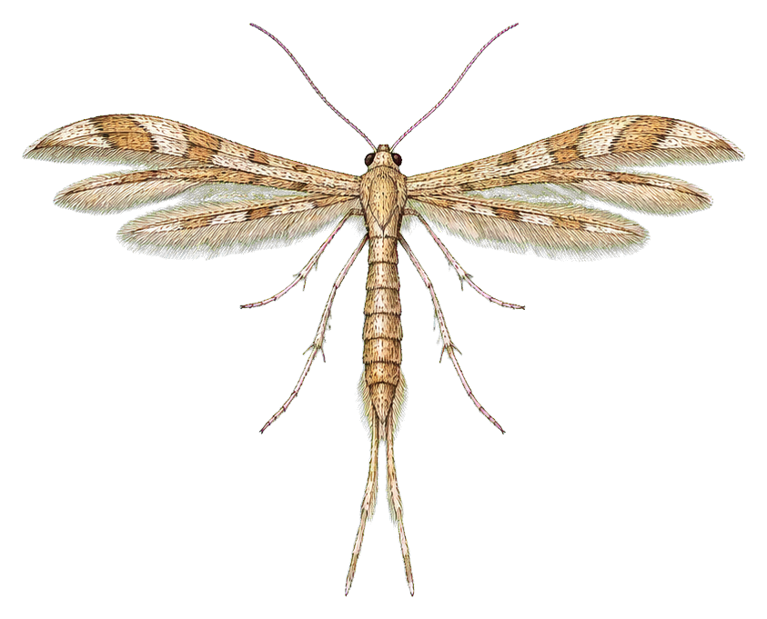 Preview for Plume Moth Sticker