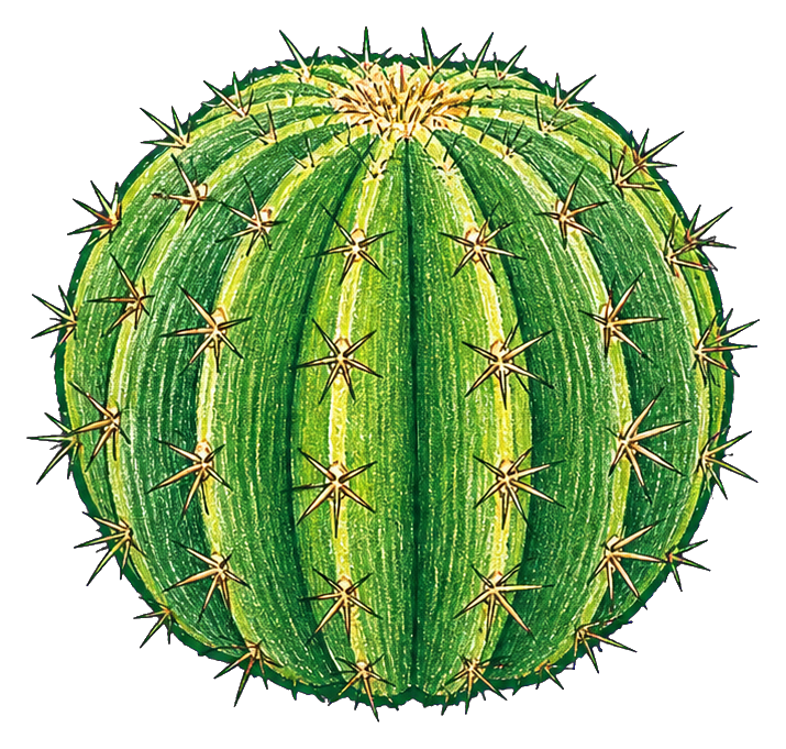 Preview for Barrel Cactus Sticker For Creative Designs