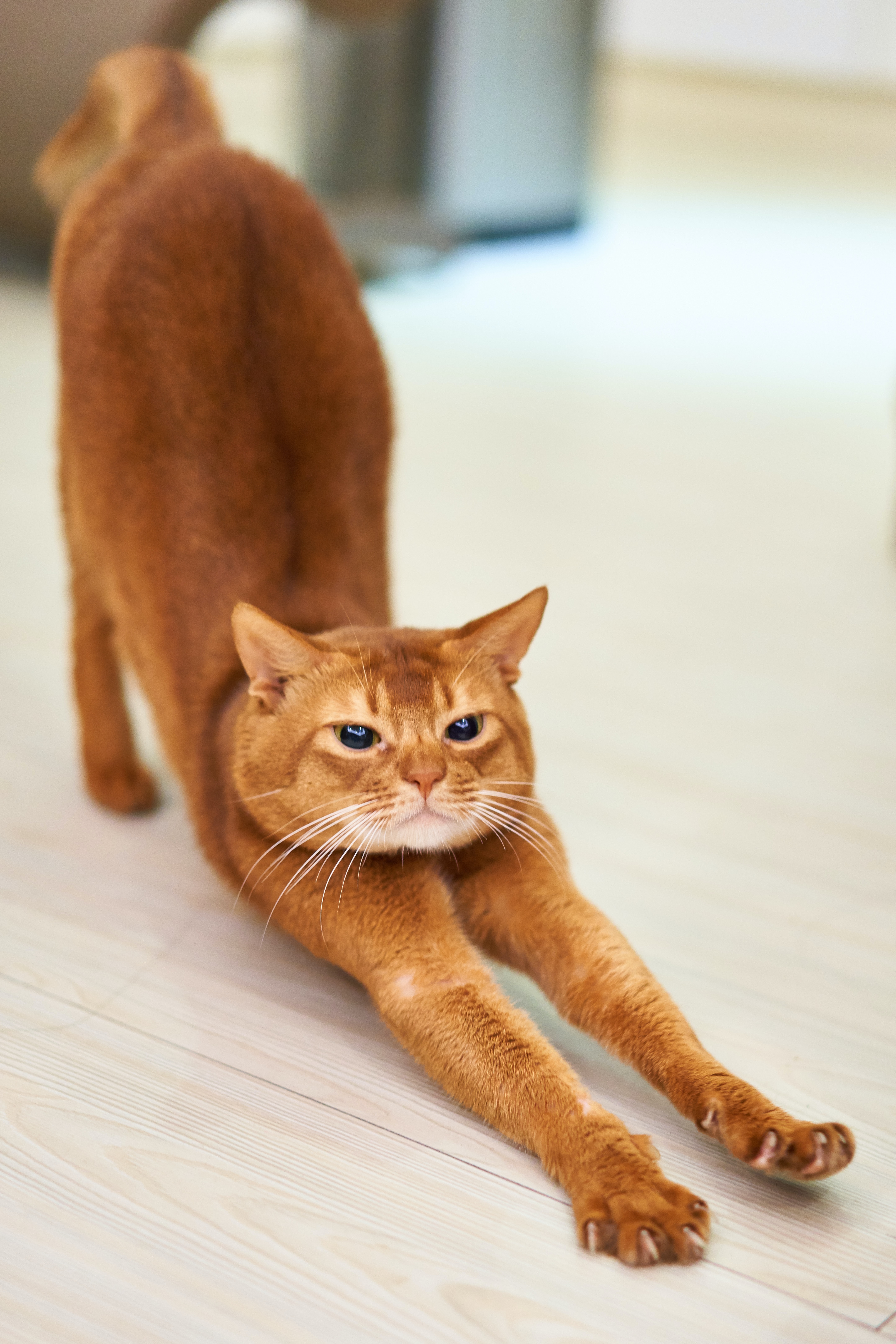 Preview for Orange-cat-stretching-cat-meme-background-d90a3