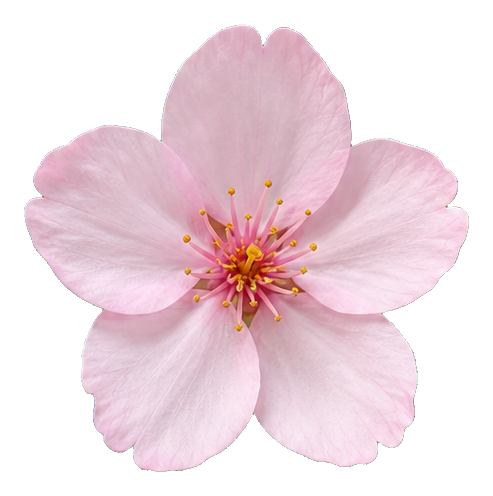 Preview for Pink Cherry Blossom Sticker