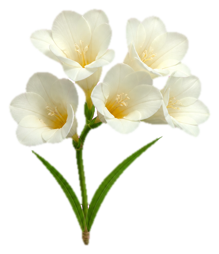White freesia flower spray with several open blossoms and green stems on a transparent background.