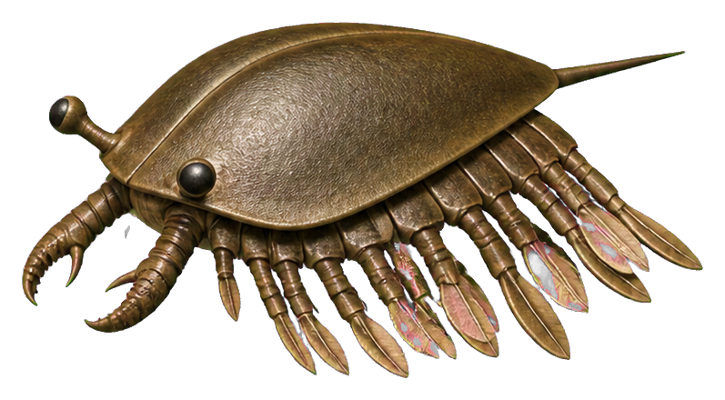 Illustrated brown twin-spined Isoxys swimmer with curved spines and many legs