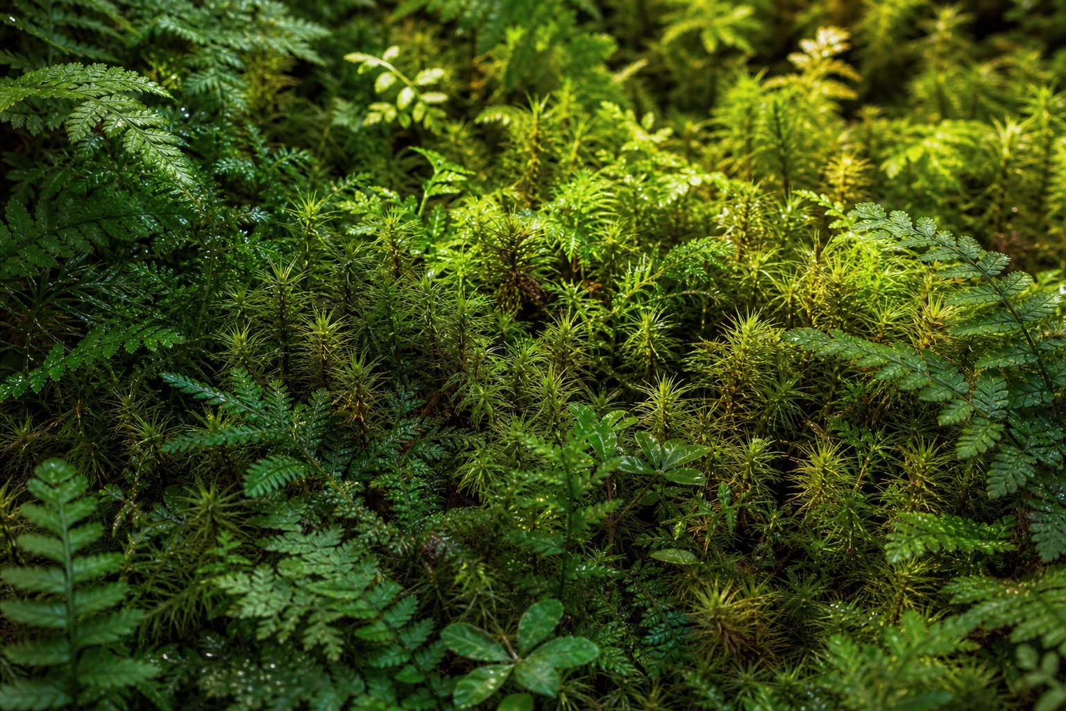 Preview for Haircap Moss Spires Stock Background