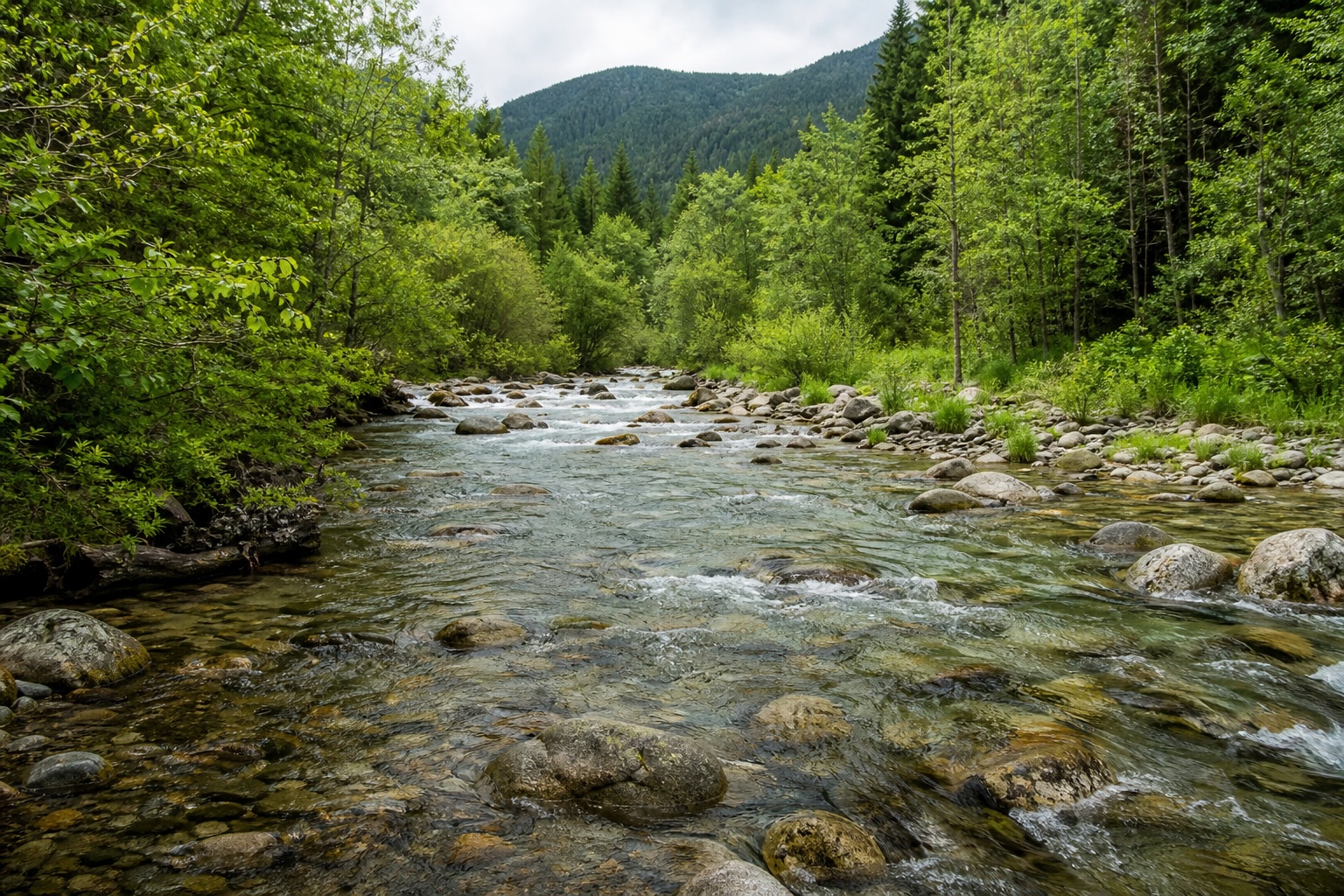Rocky creek flowing through a green forested mountain valley under overcast skies.