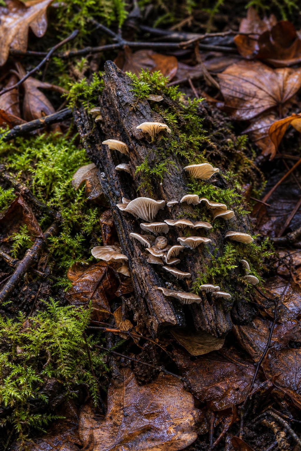 Shelf fungi growing on a mossy log among wet autumn leaves on a forest floor.