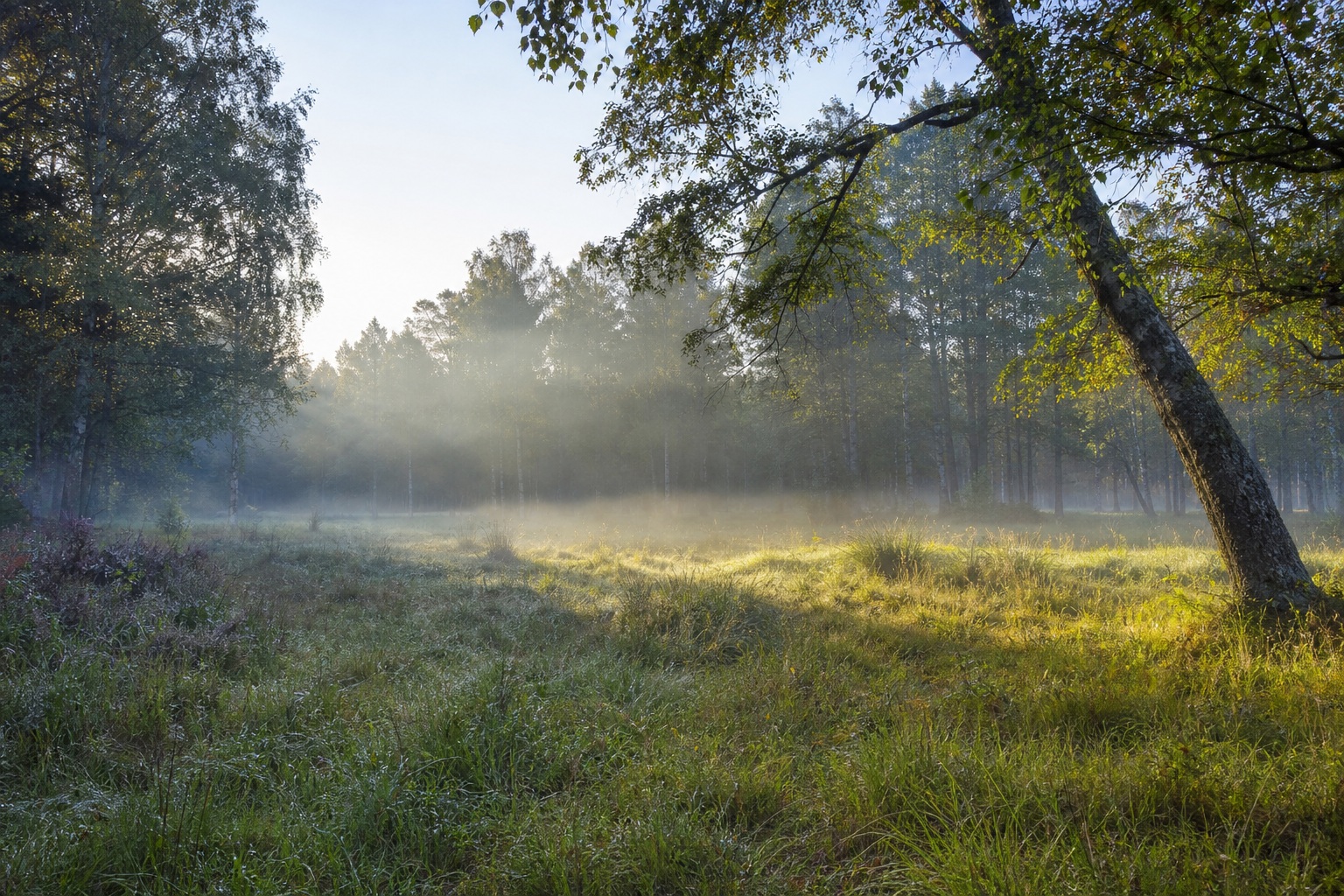 Preview for Clear Dawn Forest Clearing Background