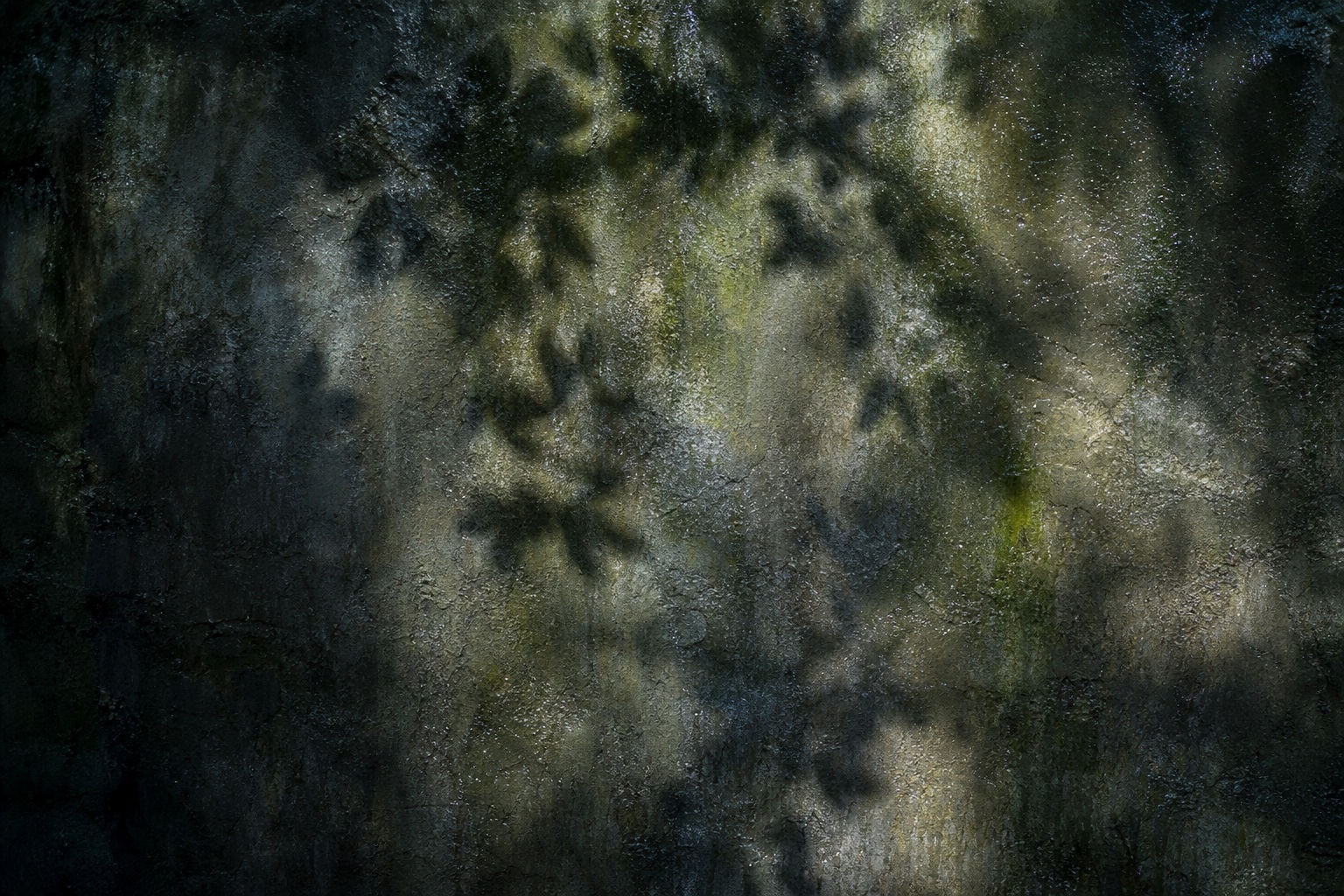 Preview for Botanical Leaf Shadow Background