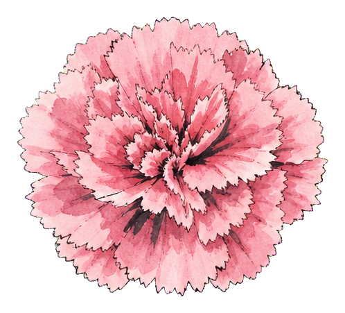 Preview for Pink Carnation Sticker