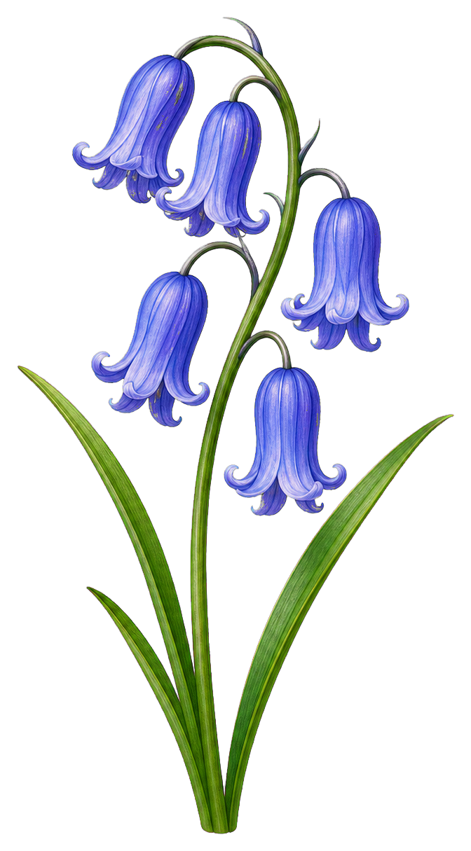 Bluebell flowers with drooping purple-blue bells and green stems