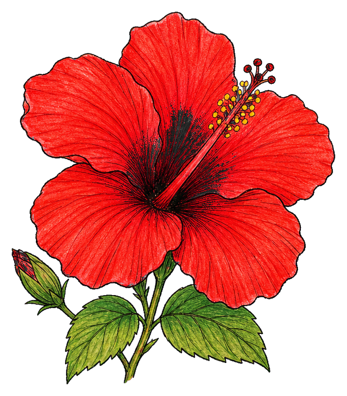 Preview for Scarlet Hibiscus Sticker