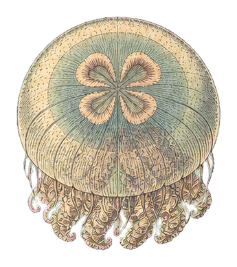 Preview for Moon Jellyfish Vintage Sticker