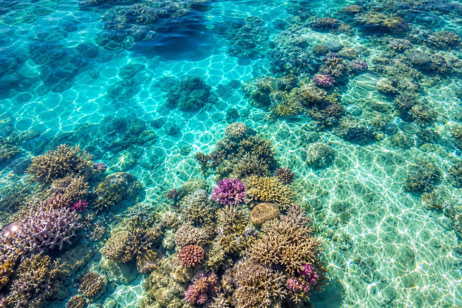 Preview for Tropical Reef Water Background
