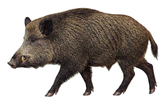 Preview for Wild Boar Vintage Sticker