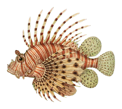 Preview for Lionfish Vintage Marine Life Sticker
