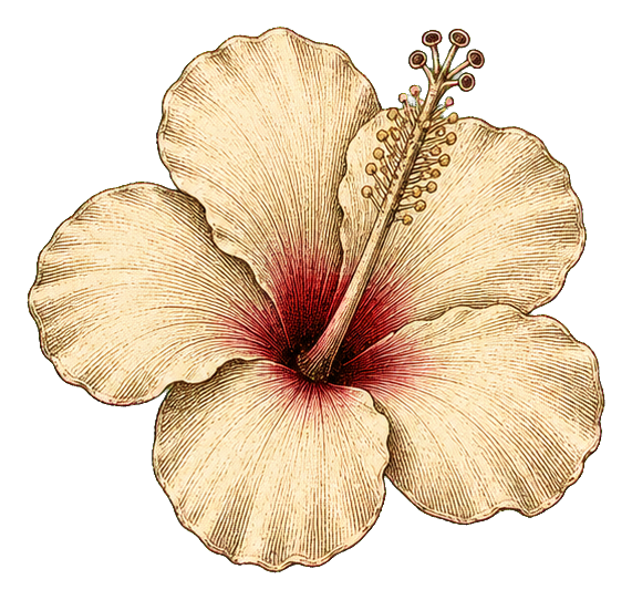 Ivory hibiscus flower sticker with engraved detail and a deep red center