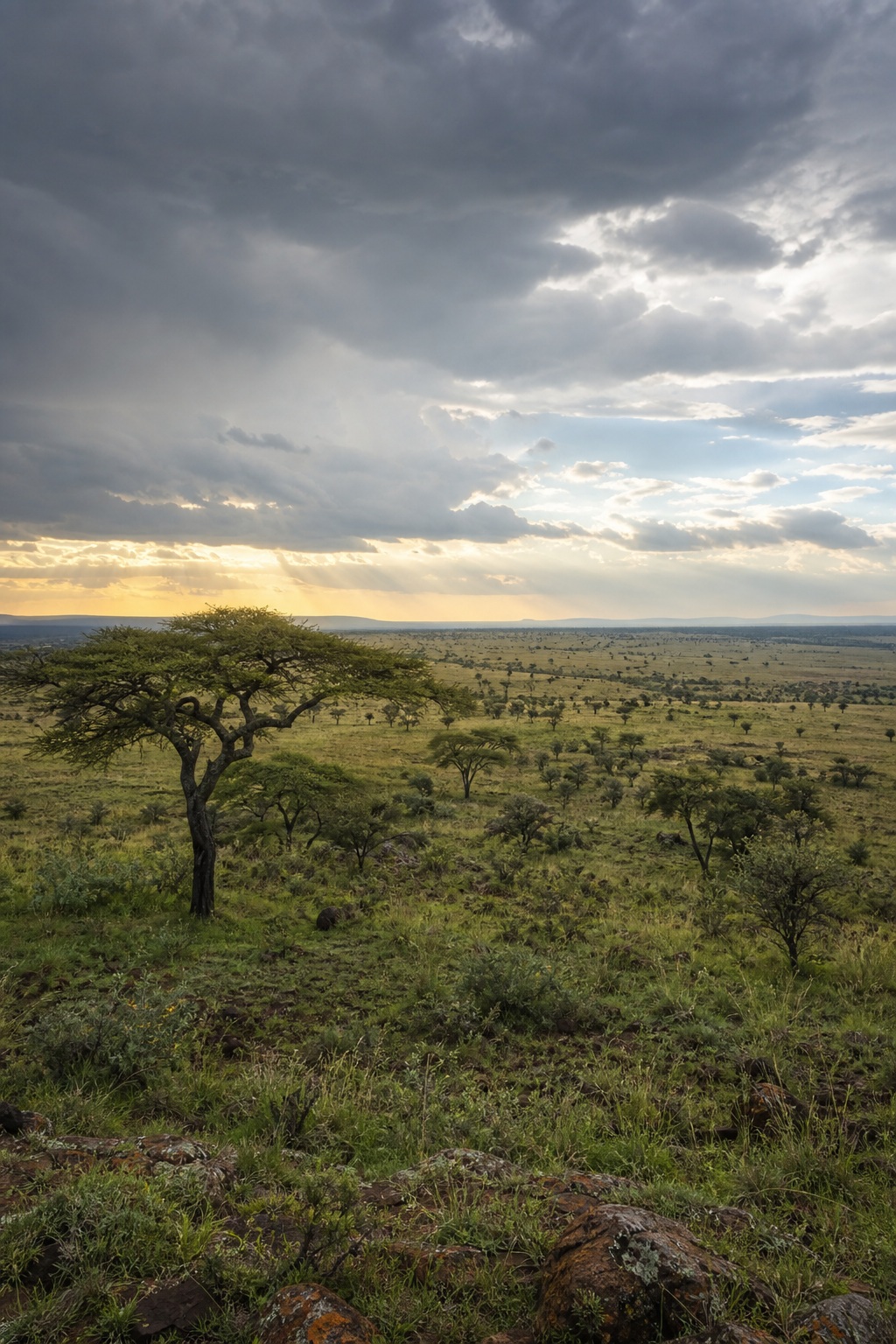 Wide grassland landscape with a lone tree under clearing storm clouds and distant sunlight.