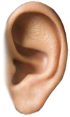 Preview for Human-ear-anatomy-ears-sticker-760ed