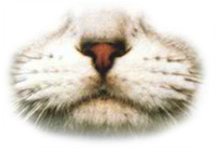 Preview for White-cat-close-up-mouths-sticker-b501f