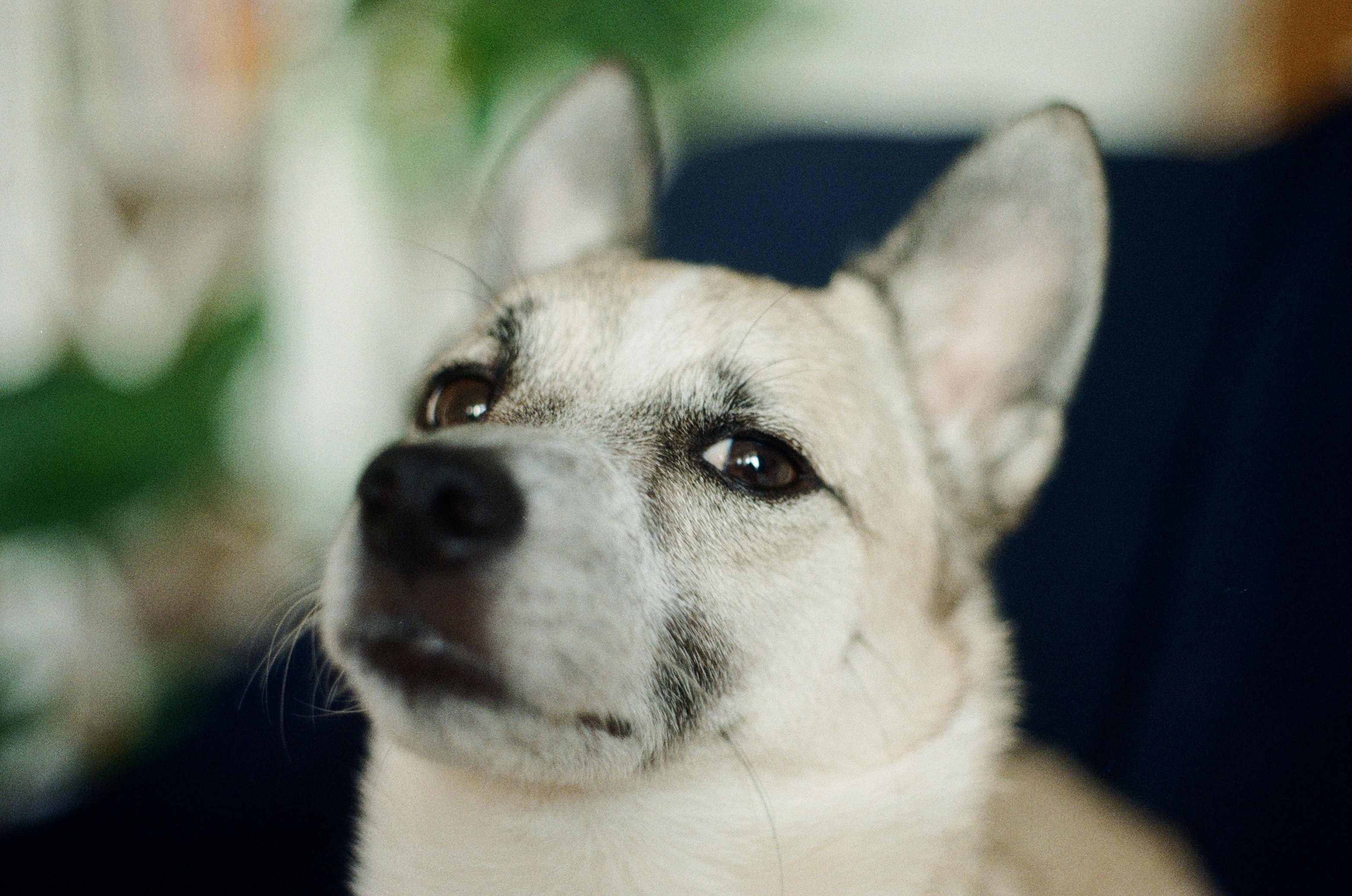 Preview for Adorable-dog-portrait-animal-background-3ca25